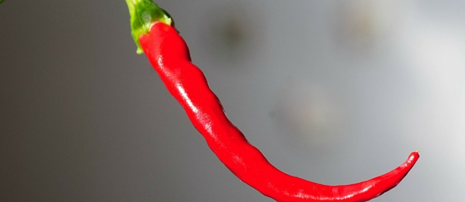 close up red chilli