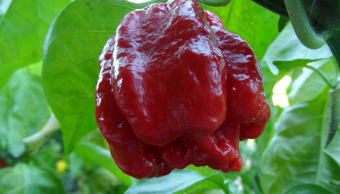 The 13 Hottest Peppers In The World 2020 Update