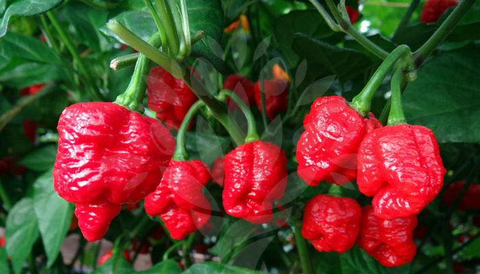 Scorpione Trinidad Moruga peperoncino