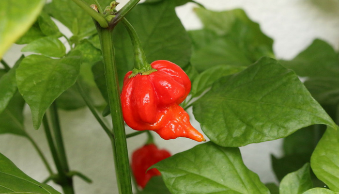 Trinidad Scorpion Butch T